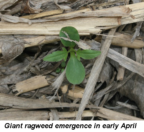 CONSIDERATIONS FOR DELAYED HERBICIDE BURNDOWNS